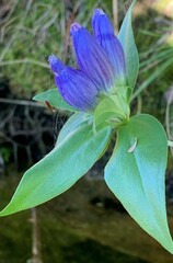 Gentiana andrewsii