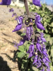Coleus