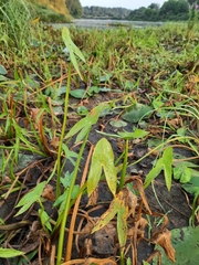Sagittaria sagittifolia