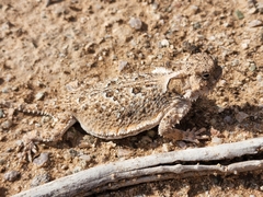 Phrynosoma platyrhinos