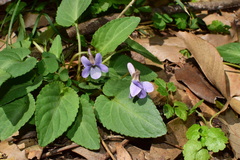 Viola japonica