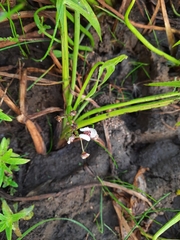 Sagittaria sagittifolia