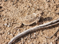 Phrynosoma platyrhinos