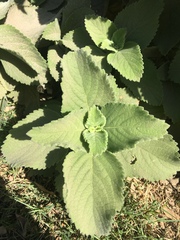 Coleus