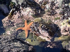 Pisaster ochraceus