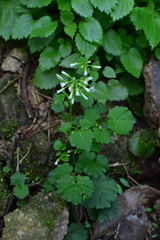 Cardamine circaeoides