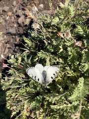 Parnassius smintheus