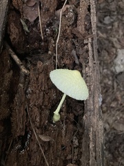 Leucocoprinus