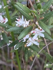 Agathosma ovata