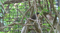 Cossypha caffra caffra