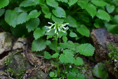 Cardamine circaeoides