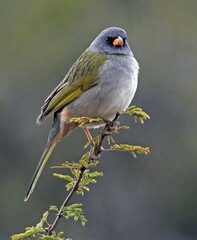 Embernagra platensis