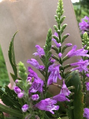 Physostegia