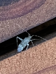 Phytocoris