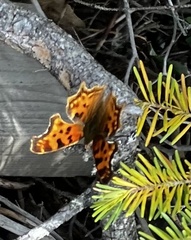 Polygonia