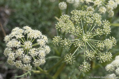 Angelica lineariloba