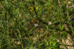 Symphyotrichum divaricatum