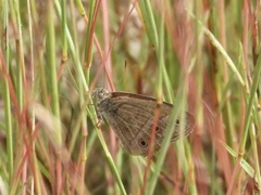 Stegosatyrus periphas
