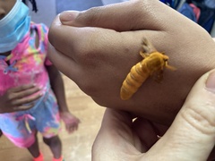 Anisota pellucida