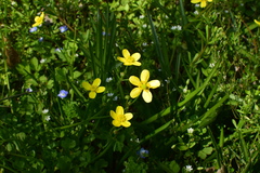 Ranunculus ternatus
