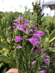 Physostegia