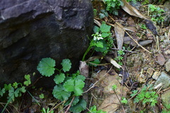 Cardamine circaeoides