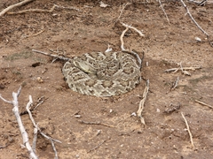 Crotalus scutulatus