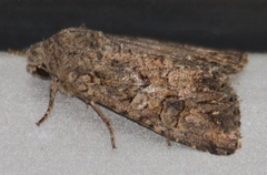 Anarta trifolii