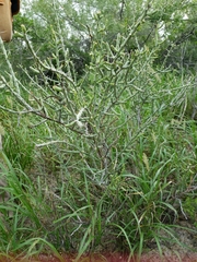 Cylindropuntia leptocaulis