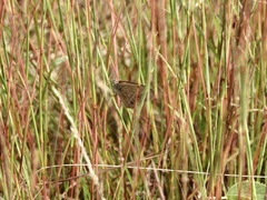 Stegosatyrus periphas
