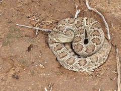 Crotalus scutulatus