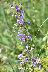 Campanula sibirica