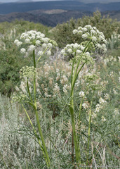 Angelica lineariloba