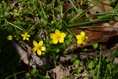 Ranunculus ternatus