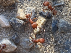 Pogonomyrmex salinus