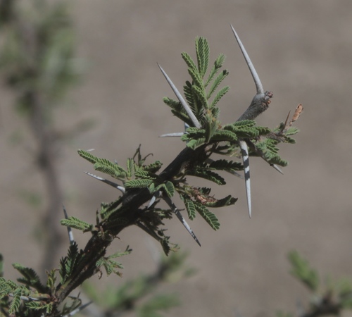 Schaffner's acacia