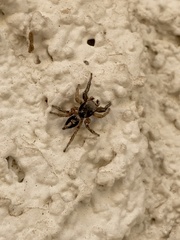 Habronattus