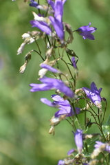 Campanula sibirica