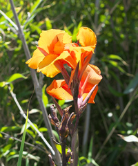 Canna × generalis