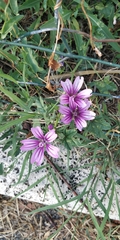 Malva sylvestris