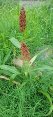 Sorghum bicolor