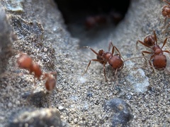 Pogonomyrmex salinus