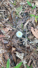 Leucocoprinus fragilissimus