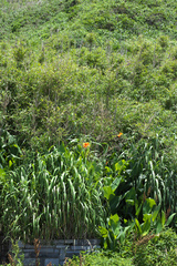 Canna × generalis