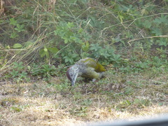 Picus viridis