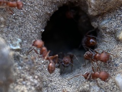 Pogonomyrmex salinus