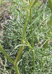 Angelica lineariloba