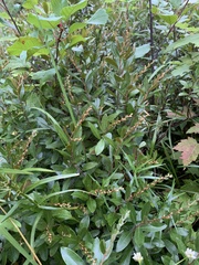 Chamaedaphne calyculata