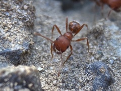 Pogonomyrmex salinus