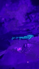 Hormurus
